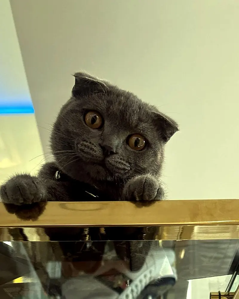 Kitty, the shop cat, peering over a display shelf