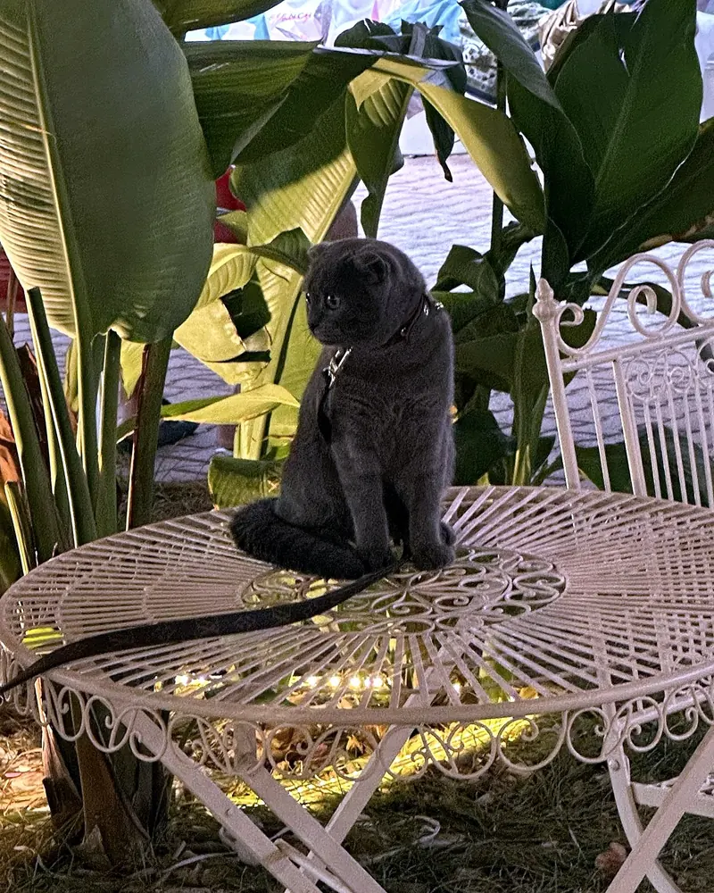 Kitty, the shop cat, sitting on the terrace table outside